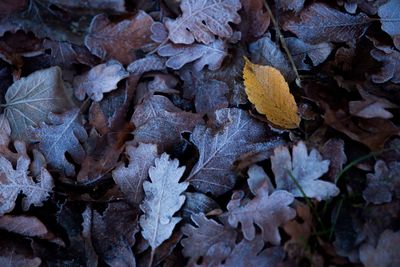Full frame shot of frozen autumn leaves