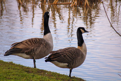 Canada geese standing by lake