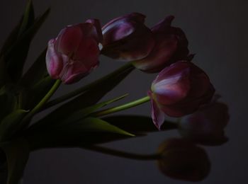 Close-up of pink flowers