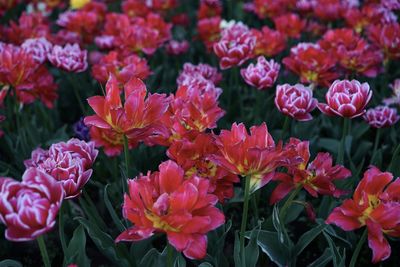 Close-up of pink flowering plants in park