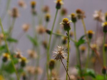 Close-up of flowering plant on field