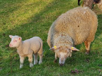 Sheep grazing on field