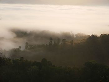 Trees on landscape against sky