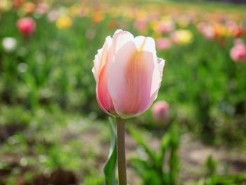 Close-up of pink tulip