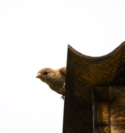 Low angle view of bird perching on a structure