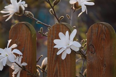 Close-up of white flowering plant by fence