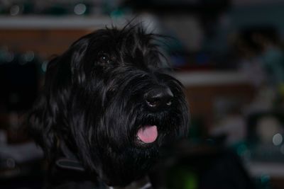 Close-up portrait of a schnauzer dog