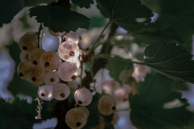 Close-up of flowering plant