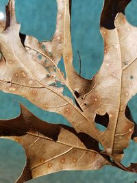 Close-up of reflection of tree in water