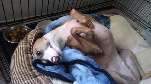 High angle view of dog relaxing on floor