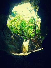 Scenic view of trees on rock