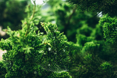 Close-up of plants growing outdoors