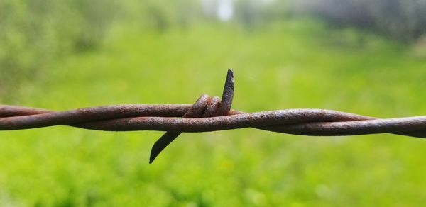 Close-up of barbed wire on fence