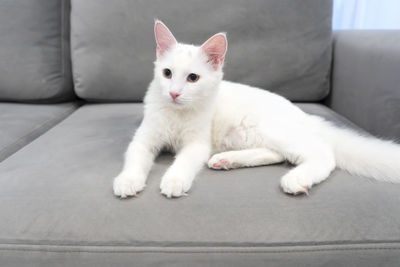 Beautiful fluffy playful white cat with yellow eyes is lying on the sofa.