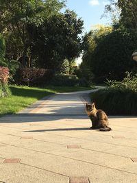 Cat sitting on tree against sky