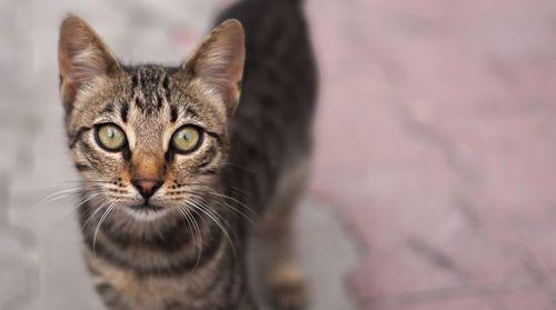 Close-up portrait of cat