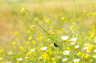 Close-up of insect on field