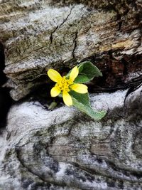 Close-up of yellow flowering plant on tree trunk