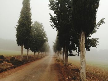 Road amidst trees against sky