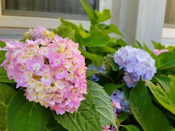 Close-up of pink flowers blooming outdoors