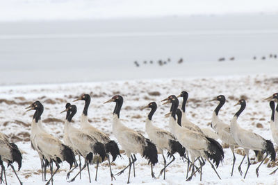 Black-necked cranes on frozen lakeshore