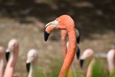 Close-up of a bird