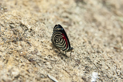 Close-up of butterfly on rock