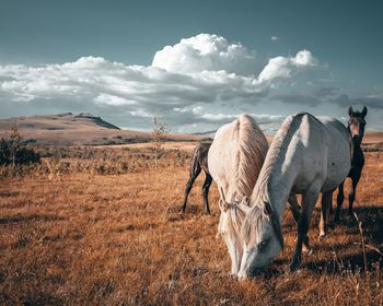 View of a horse on field against sky