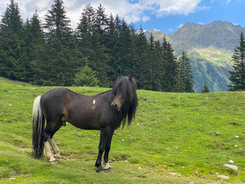 Horse standing on field