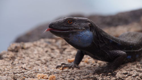 Close-up of lizard on rock