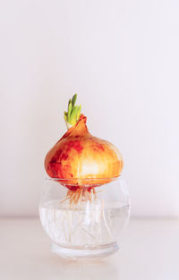 Onion with green sprouts in a glass jar.