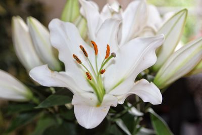 Detail shot of white flowers