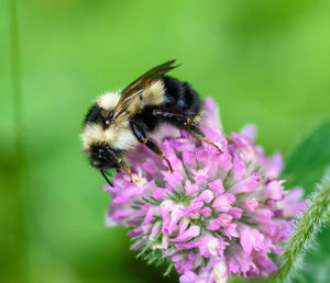 Close-up of bumblebee on clover flower outdoors