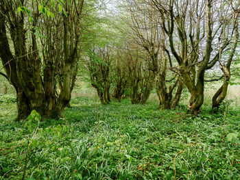 Trees in forest