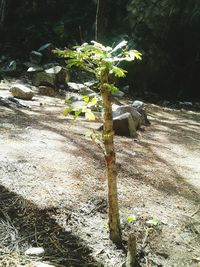 Plants growing on tree trunk