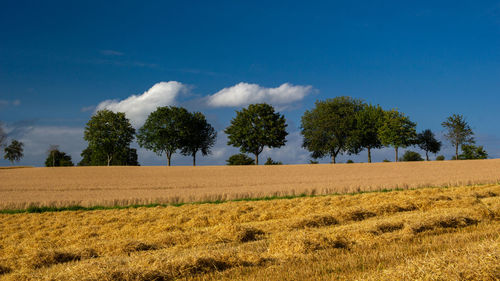 Trees on field against sky