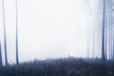 Trees on field against sky in forest