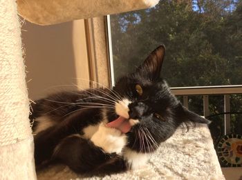 Close-up portrait of a cat