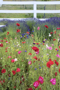 Purple flowering plants on field