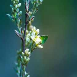 Beautiful blossoming tree branches in the spring. natural scenery with tree flower closeup. 