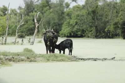 Side view of dog running on field