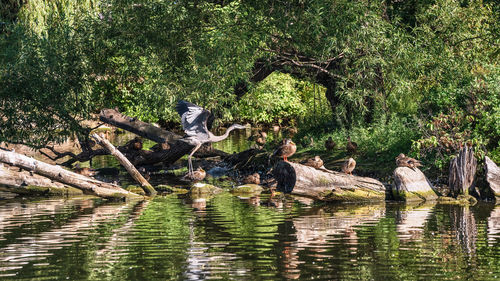 Bird perching on a lake