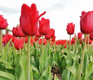 Close-up of red tulips