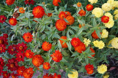 Close-up of red flowering plants