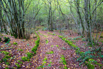 Trees growing in forest