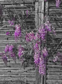 Purple flowering plants against building