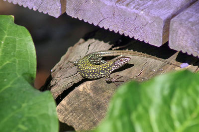 Close-up of insect on leaf