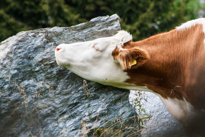 Close-up of goat