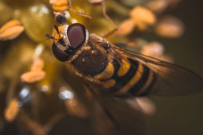 Close-up of bee