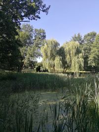 Scenic view of lake against clear sky